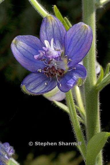 delphinium staphisagria 3 graphic